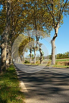 Typical plane tree lined French road photo