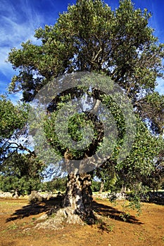 Typical plantation with old oddity olive trees in Apulia region