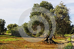 Typical plantation with old oddity olive trees in Apulia region