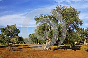 Typical plantation with old oddity olive trees in Apulia region