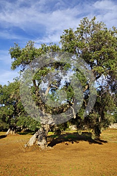 Typical plantation with old oddity olive trees in Apulia region photo