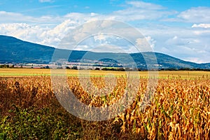 Typical Polish landscape