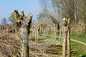 Typical pollard willows in Holland photo