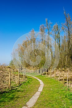 Typical pollard willows in Holland photo