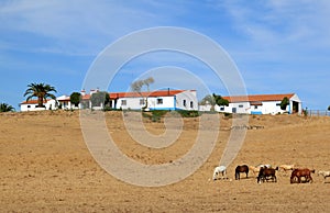 Typical portuguese quinta in the region Alentejo photo