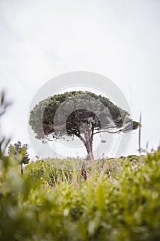 Typical Portuguese tree in the Odemira Region in the southwest of the country. A small stocky shrub photo