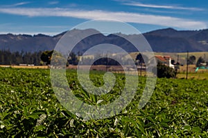 Typical potato field at La Calera municipality at the Cundinamarca region in Colombia photo