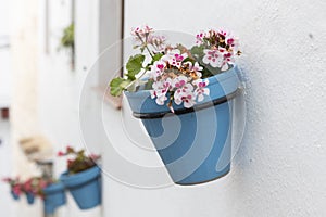 Typical potted plants on Mijas village