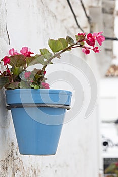 Typical potted plants on Mijas village photo