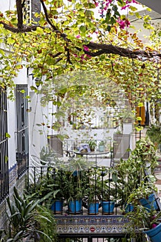 Typical potted plants on Mijas village photo