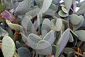 Prickly pears leaves