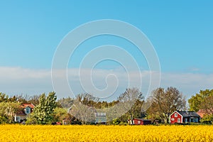 Typical red Swedish houses in summer with blooming coleseed