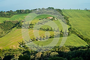 Typical road lined with cypress trees in Tuscany, Italy