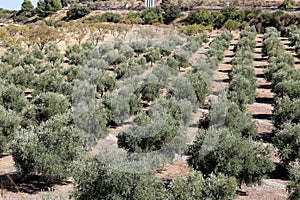 Typical rural landscape with olives and corn fields. Andalusia, Spain