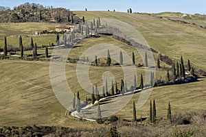 Typical rural landscape of the Tuscan countryside south of Siena, Italy, with cypresses bordering the dirt road