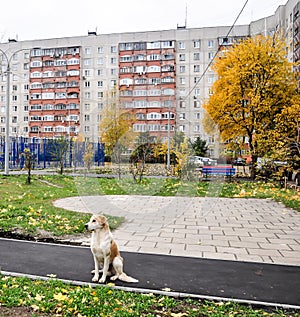 A typical Russian yard in an ordinary neighborhood, Zhukovsky, Moscow region, Russia, Europe photo