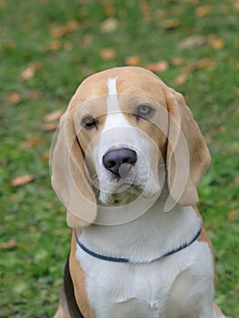 Typical sad Beagle in the garden