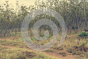 Typical savanna landscape of woodland grassland and red soil.