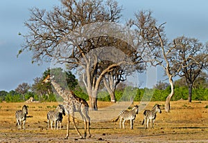 A typical scene in Hwange National Park photo