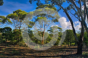 Typical scenery in the Great Western Woodlands, Western Australia