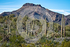 Typical scenery in Organ Pipe Cactus National Monument, with Organ Pipes, Saguaro and Ocotillo plants