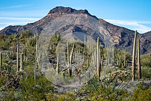 Typical scenery in Organ Pipe Cactus National Monument, with Organ Pipes, Saguaro and Ocotillo plants photo