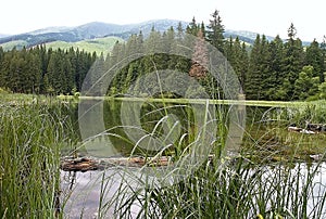 Typická scenéria Vrbického jazera so stromom vo vode, odrazom na vodnej hladine as pozadím smrekov.