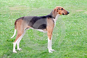 Typical Scenthound Poitevin dog
