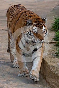 Typical Siberian Tiger