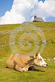 Typical Slovenian wooden mountain church with grazing cows in \