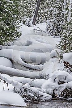 Typical snow scene in Yellowstone national park in winter.CR2