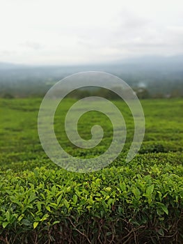 A typical South Sumatran tea garden