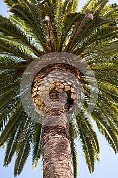 Ostrov palma 