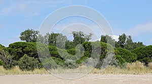 typical southern European vegetation called Macchia Mediterranea photo
