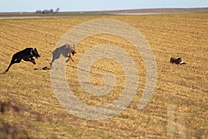 Typical Spanish dog ready to run behind the Hares photo