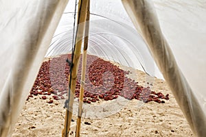 Typical spanish nyora. Farming under plastic cover photo