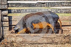 Typical and special Hungarian pig specie Mangalica, that means whose meat contains very little cholesterol