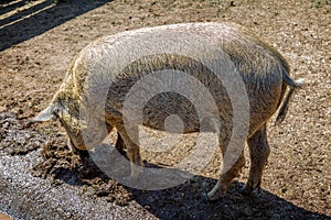 Typical and special Hungarian pig specie Mangalica, that means whose meat contains very little cholesterol
