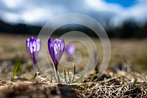 Typické jarní horské květiny. Crocus vernus, Crocus heuffelianus, Crocus scepusiensis. Tatry