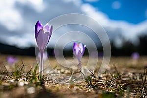 Typické jarné horské kvety. Crocus vernus, Crocus heuffelianus, Crocus scepusiensis. Tatry