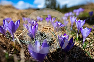 Typické jarné horské kvety. Crocus vernus, Crocus heuffelianus, Crocus scepusiensis. Tatry