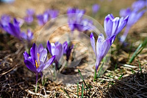 Typical spring mountain flowers. Crocus vernus, Crocus heuffelianus, Crocus scepusiensis. The Tatra Mountains