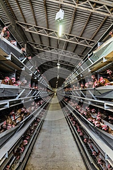 Typical standard multilevel production line conveyor of chicken eggs of a poultry farm