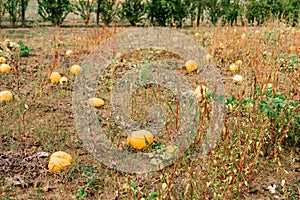 Typical styrian pumpkin field in autumn, Austria or Slovakia