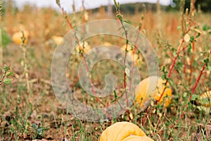 Typical styrian pumpkin field in autumn, Austria or Slovakia