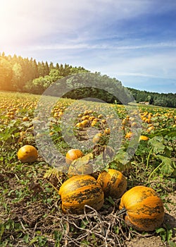 Typical styrian pumpkin field