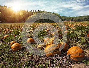 Typical styrian pumpkin field