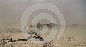 Typical summer dust storm, Kgalagadi Transfrontier National Park , South Africa