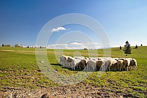 Typical surroundings of Slovak sheep farm with sheeps, meadow for grazing and beautiful nature. photo