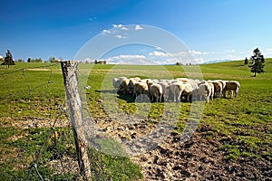 Typical surroundings of Slovak sheep farm with sheeps, meadow for grazing and beautiful nature